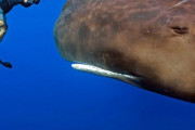 もしクジラの存在を1ミリも知らない状態で、、、