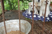 #韓国　市民団体『保護した数十匹のワンコはどこ行った？』、動物保護センター『犬の屠殺場に売りました。もう解体して冷蔵庫に入ってるよ』