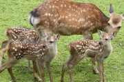 【朗報】奈良のシカ、遺伝子が唯一無二だった