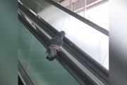 【動画】鳩さん、休憩していた場所がエスカレーターの手すりだと気づく