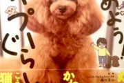 「はじめよう！トイプーぐらし」 2/13 発売！  …表紙はフィギュアスケート選手の宇野昌磨さんの愛犬・トロちゃん…