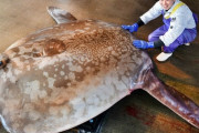 日本海側で3例目…体重650キロの巨大ウシマンボウ、福井県で初確認　刺し身はイカのような食感