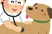 Ａが柴犬を飼いだした → 私たち「今度柴犬見せて！」Ａ「いいよ＾＾」 → 病院案件の犬だった → Ｂ「こんな飼い方、可哀想すぎる。獣医さんにも連れてって！」 → 結果…