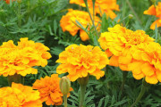 【画像】彡(^)(^)「マリーゴールドって見た目や名前綺麗やなぁ～さぞええ香りが」敵「臭いよ」