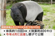 【グンマー】群馬サファリパークでバクが飼育員に噛みつく　飼育員は重傷、ドクターヘリで病院に搬送