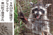 アライグマ捕獲年々増加【特定外来生物】