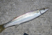 天候不順で大荒れの３月の魚釣りスレ（※画像あり）