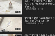 【画像】猫系YouTuber「もちまる日記」、子猫補充以降サムネが子猫だらけになり無事『脱もちまる化』が進むｗｗｗｗｗ