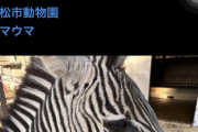 【画像】浜松市動物園「白と黒の動物はパンダだけじゃありません シマウマもいますよ」→謝罪へ………