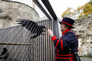【伝承】英国の命運握るロンドン塔のカラス1羽が行方不明