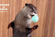 海外視聴者「かしこくって、かわいい！」お風呂も自分でいれちゃう！日本のペットカワウソの賢い姿に驚き