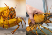 そんなバナナ！！？アメリカで“黄色い”ロブスターが捕獲される（画像あり）