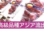 テレ朝「日本のルビーロマンが海外に流出。糖度18度、31ミリなどの基準を満たさない粗悪なものが韓国で流通している」