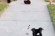 【ネコ】 犬が散歩していると猫たちがいた。俺たちとやろおってのか？ → そこには猫ギャングがおりました…