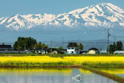 【画像あり】山形県民ワイ、米が売り切れで震える