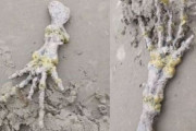 【動画あり】ブラジルの海岸で「エイリアンの手のような謎の骨」が発見される！