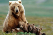 子グマたちが遊具で遊び、それを優しく見守る母クマ。幸せすぎる光景に癒やされる人が続出