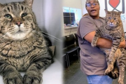 保護施設に預けられた超ビックな猫…里親希望者殺到で大混乱！(米）