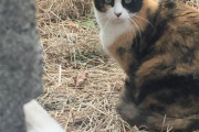 【ねこ画像】野良のミケ、飴の入れ物に入るねこ、シロにゃんとみけにゃん ほか【再】