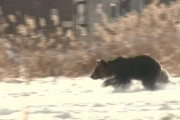 【北海道】痩せたクマが市街地に出没 例年なら冬眠している時期なのに…背景に極端な餌不足 このまま冬眠に入ると餓死も