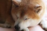 飛行機の距離がある妻の実家にもう長くはない17歳の老犬がいます　小学生の子供がいるので何回も飛行機で帰省したいと言われてるのですが勿体ないと思ってしまう