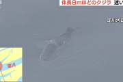 【?】 大阪にクジラが侵攻中