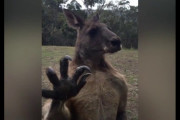 【速報】カンガルーの爪、お前らの想像の2倍くらい凶悪、いや1.5倍くらい凶悪