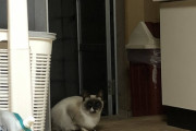 なぜか毎日この時間ネコが玄関に居座るようになった