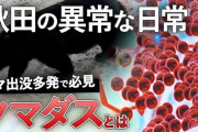 【動画】クマ大量出没の秋田県、とある駅周辺の風景がヤバイ・・・