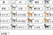 一番かわいい猫の種類ｗｗｗｗｗｗｗｗｗｗｗｗｗｗｗｗｗｗｗ