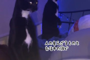 交信してるとかなのか？人間の目に見えない何かを立ち上がって見つめ続ける2匹の猫