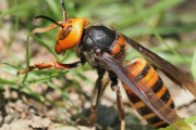 オオスズメバチ←こいつミツバチは壊滅させるし人間襲うし本格的に駆逐した方が良くね？
