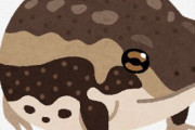 アメフクラガエルとかいう超絶可愛い生き物いるけど、アイツらってどうやって野生で暮らしてんの？？？？？？？？？？？？