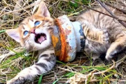 【ネコ】鉄パイプにロックされた状態で発見され人間に救われた子猫ちゃんが激かわ。