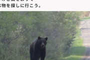 【画像】子グマ「お腹空いた、山を降りて食べ物探さなきゃ…ねえ人間さん、僕は”害獣”なの？」