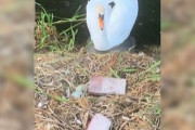【悲報】白鳥のメス、少年らに卵を潰され傷心のあまり巣の中で息絶える