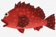 おまいらが「カサゴ」とかいう地味な魚について知っていること