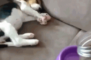 【gif】犬のご飯に対する執着心くっそワロタｗｗｗｗｗｗｗｗｗｗｗｗ