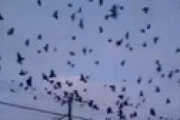 【動画】 東北地方に謎の「カラスの大群」が襲来・・ 何かの前兆かと不安の声広がる