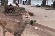 【日本】少女に向かって突進する鹿が海外掲示板で話題に　海外の反応
