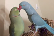 止まらないキス！まるでカップルのように仲良しなワカケホンセイインコの兄弟！