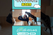 【動画】猫に舐められる(?)りなし🐈 #shorts #日向坂46 #日向坂ちゃんねる #小坂菜緒 #渡辺莉奈