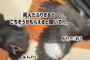 役者がすぎる！死んだふりをすると餌をもらえることを知った鳥たちの演技をご覧ください