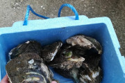 【画像】岩牡蠣取って来たからベランダで焼いて食う?