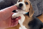 もっと遊びたいワン！怖いもの知らずで戯れてくるビーグルの子犬が愛くるしくて癒されます！
