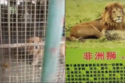【悲報】コロナで経営難の中国の動物園　ゴールデンレトリバーをライオンとして展示　ネコ科ですらないｗｗｗｗｗｗｗｗ