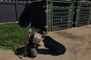 【動画】ゴーストオブツシマさん、アプデで犬がモフれるようになる