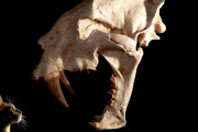 古代のネコ科動物、ヤバすぎるｗｗｗｗｗｗｗｗｗｗｗ