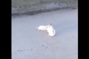 【動画】うさぎさん、車にひかれて死んだパートナーから離れないのが悲しすぎる