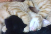 朝、缶詰開けたらうちの猫たちに混じって、見覚えのない白黒三連星が・・・【再】